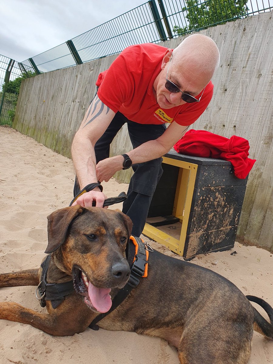 Zena is getting a little love from her buddy Alan, one of our AMAZING  #Volunteer Canine Assistants.  🙌

If you're looking for a big dog with a big personality, Meet Zena 👉 dogstrust.org.uk/rehoming/dogs/…

#VolunteersWeek #VolunteersWeek2025 #rescuedogs #AdoptDontBuy  <a href="/DogsTrust/">Dogs Trust 💛🐶</a>