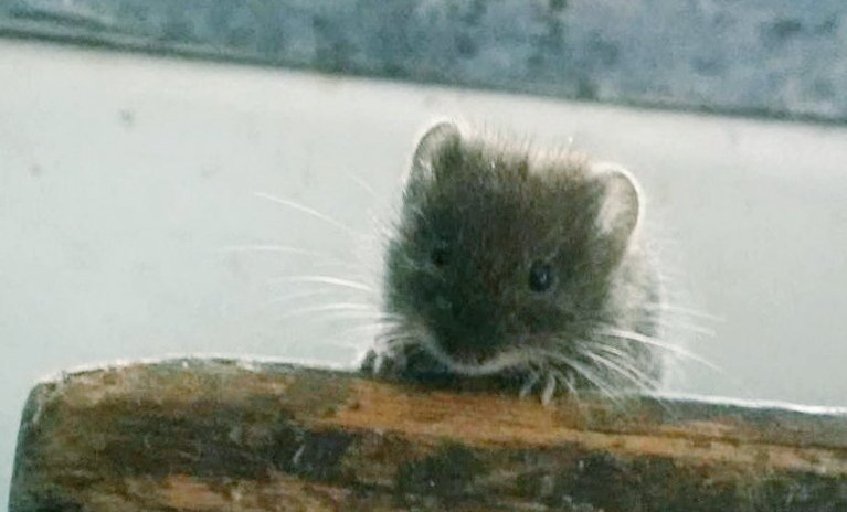 "The early bird gets the worm, but the second mouse gets the cheese"
~ Willie Nelson

#WyrdWednesday #CheeseDay
📷 mouse rescue from the kitchen sink 🐭