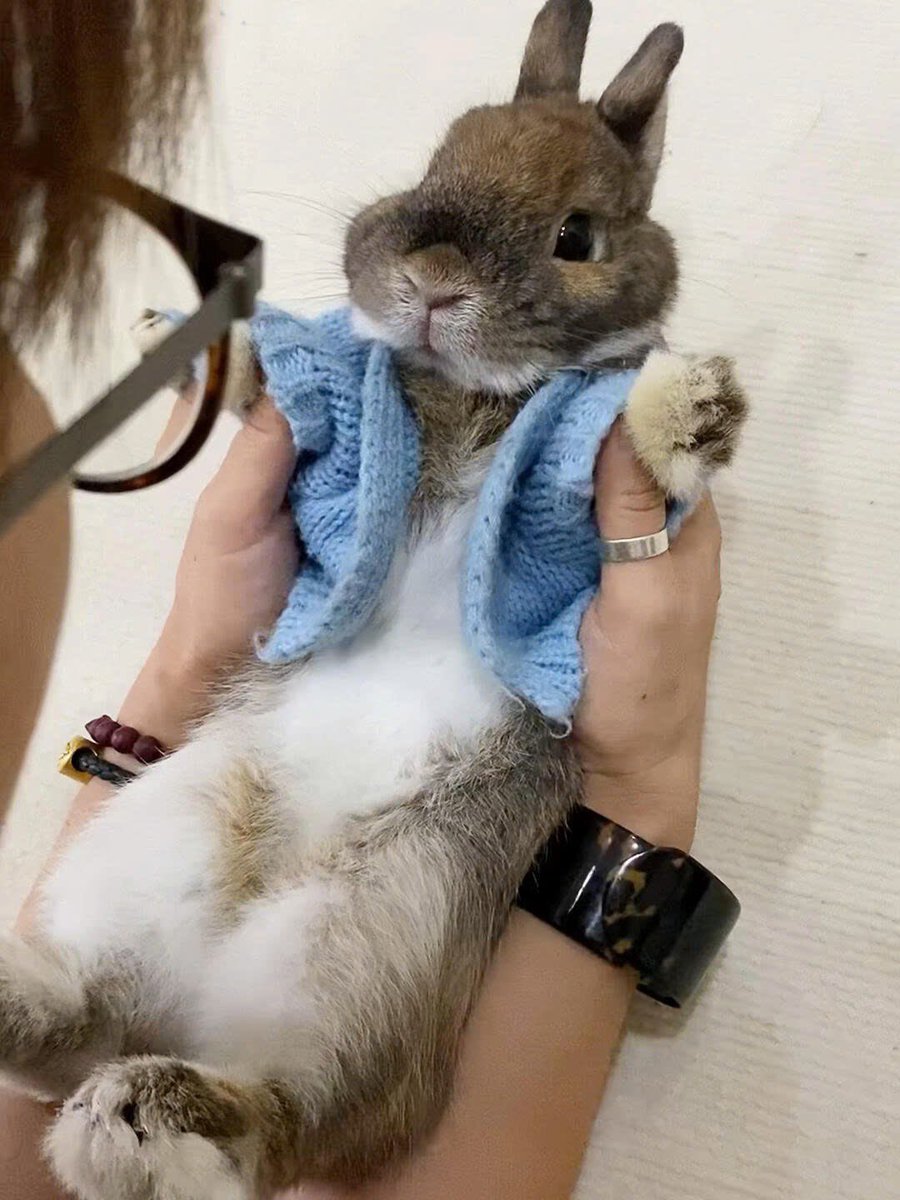 Why you should have a rabbit (@shouldhaverabit) on Twitter photo 