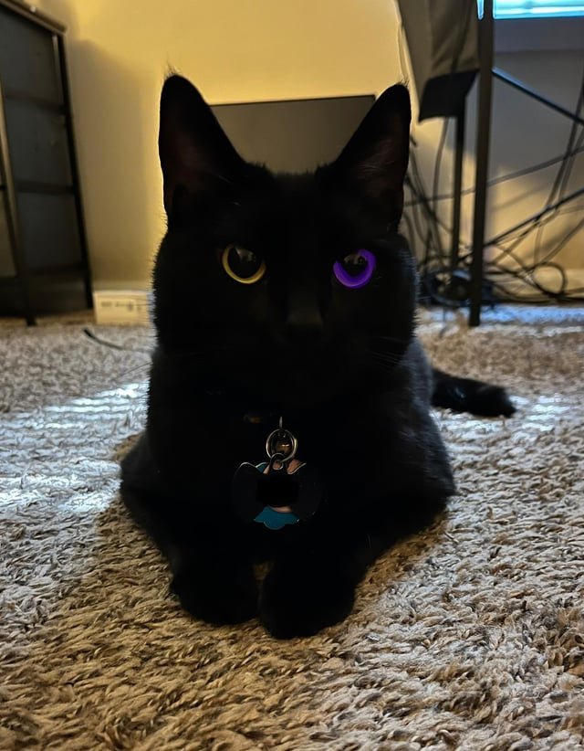 bopersoper's tweet image. Look at da kitty