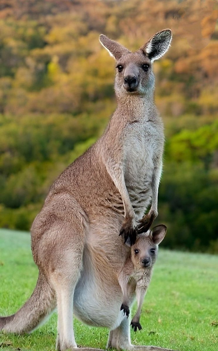 LUVIORIA's tweet image. Nature / Animals 

#nature 
#NaturePhotography 
#Animalslover 
#Wednesdayvibe 
#love
#WednesdayMotivation 
#Animals