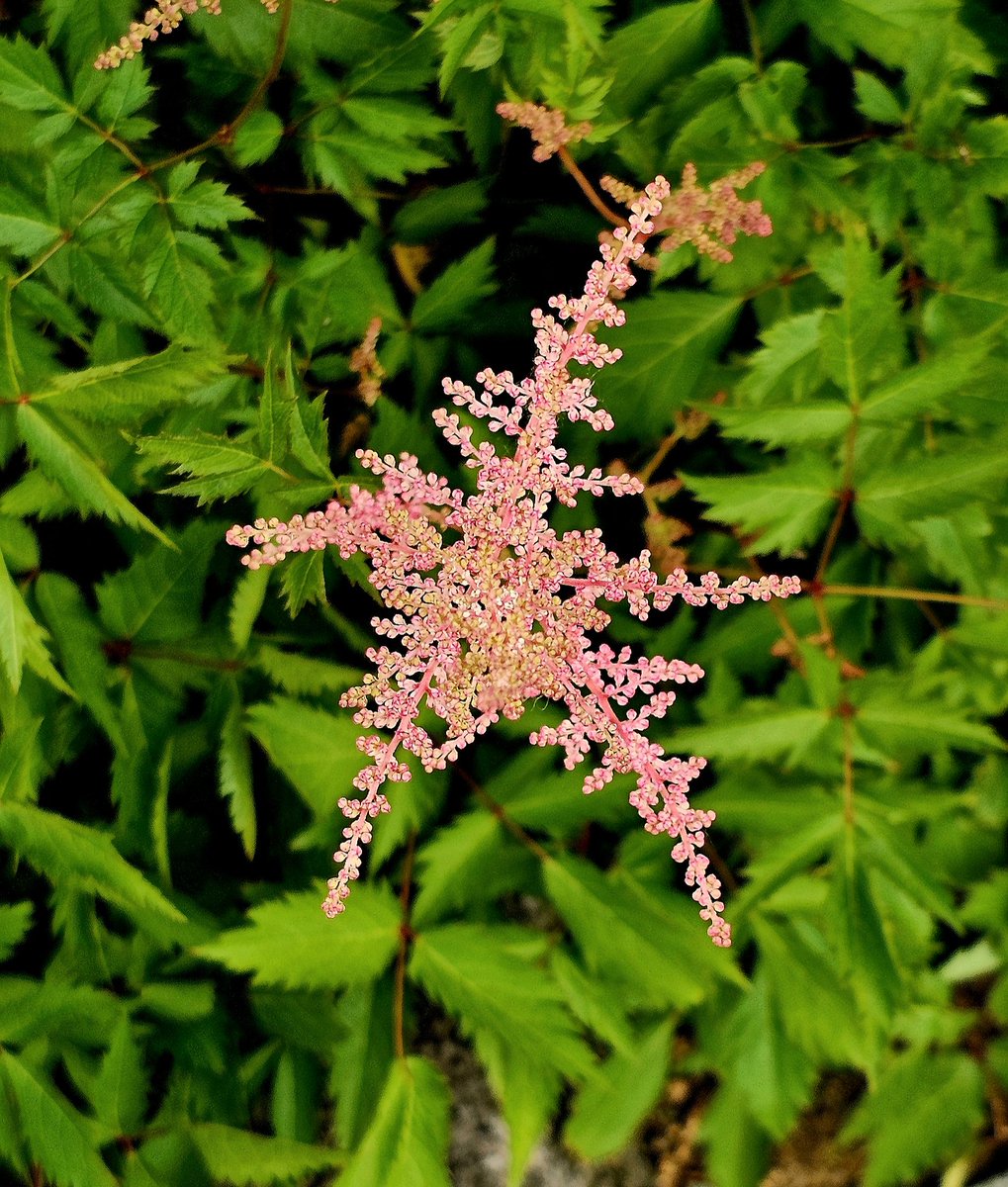 뿌리를 캐어 들면 오줌냄새가 난다는 꽃
'노루오줌' 신기하네요 ^^

#노루오줌