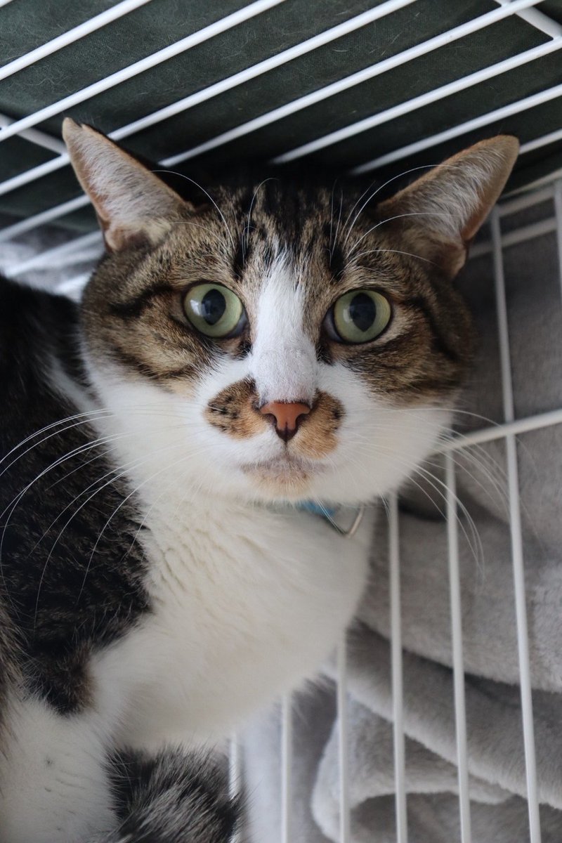 キジ白猫 - Search / X