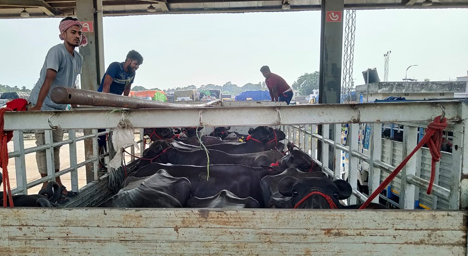 শুল্ক ছাড়াই ভারত থেকে ৯৫টি মহিষ আমদানি