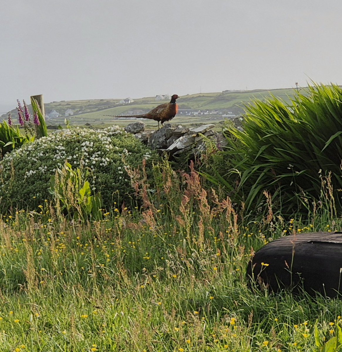 A male Ring-necked Pheasant (Phasianus colchicus) on a stone wall perch.
A non-native species, introduced for hunting, but now found throughout the country.
County Clare, Ireland.