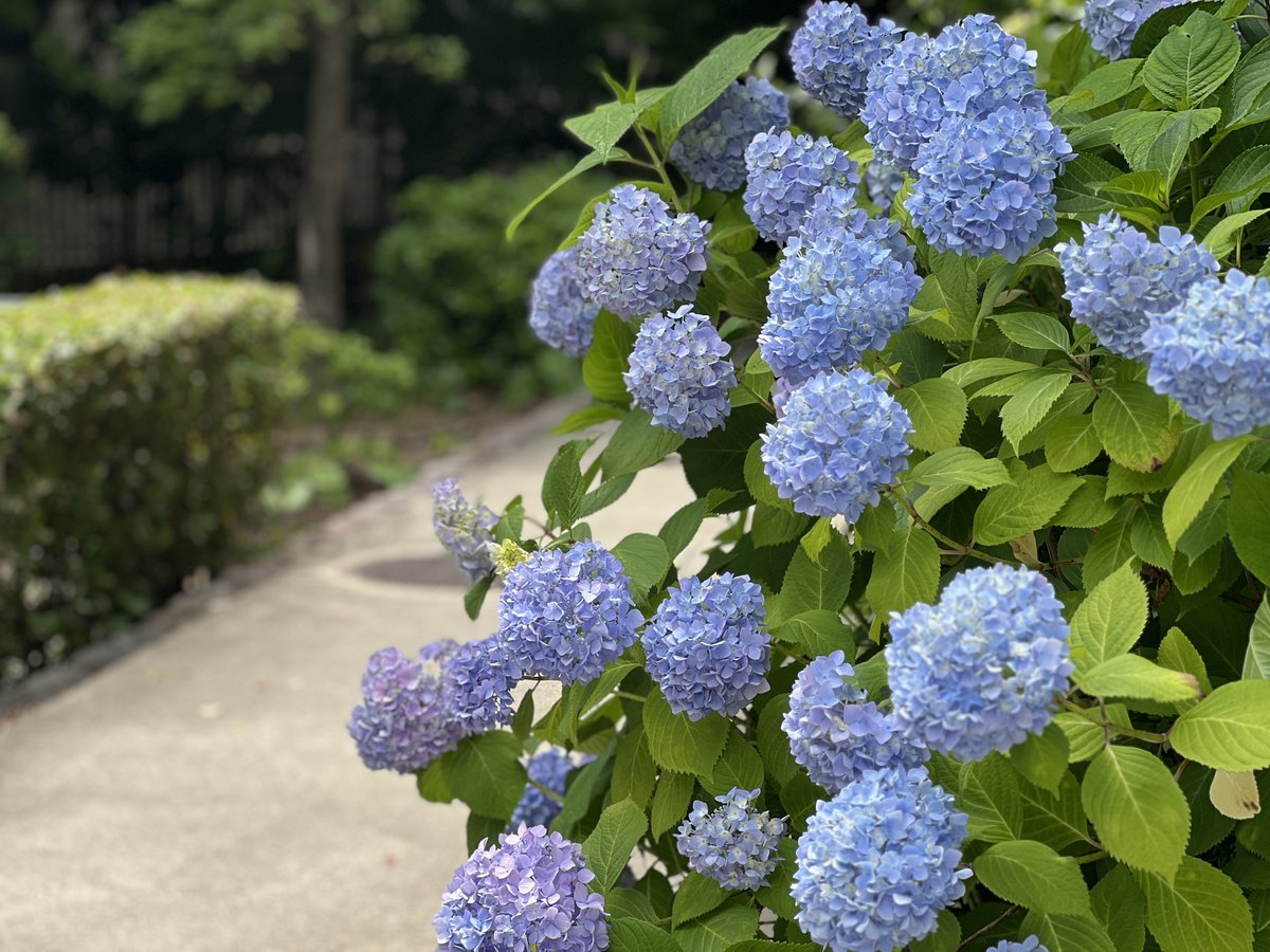西宮上ケ原キャンパスで
紫陽花が見ごろを迎えています✨
