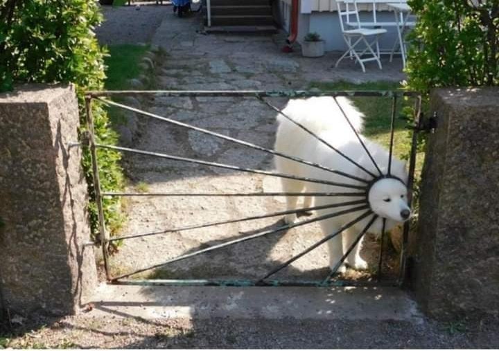 Amazon: "il tuo pacco è stato spedito." 
Io: