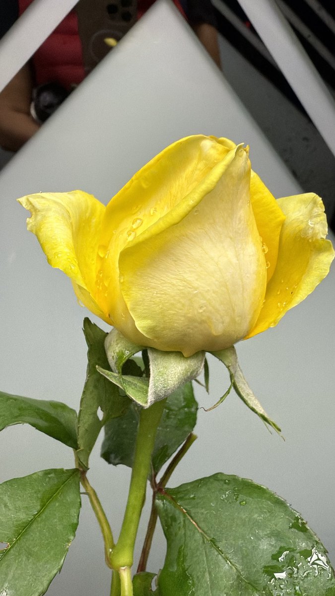 —- Yine çiçekler açacak 🌼😌💛
Gün güzel olsun 🌼

#Günaydınnn 💛☕️

#çarşamba