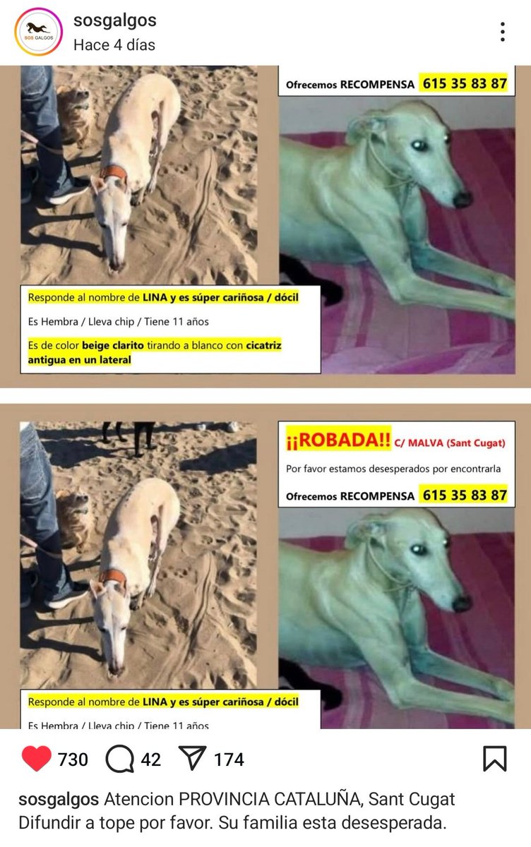 Difundimos petición de <a href="/SOSGalgos/">SOS Galgos</a>. ¡Vamos a RT!.