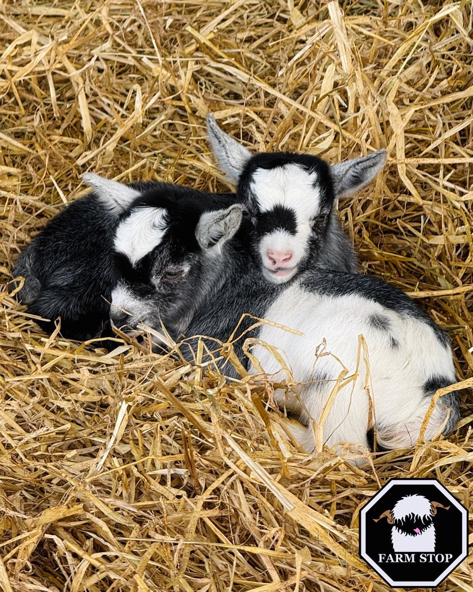 💕😍MEET IVY &amp; EVE😍💕

Holly’s girls love to snuggle up for a cosy nap! 😴

🐐BOOK NOW for baby goat cuddles at: farmstop.co.uk🐐 

#FarmStopAberdeenshire #VisitAberdeenshire #VisitScotland #FarmTours #Cuteness #Goats #PygmyGoat #GoatCuddles #fyp