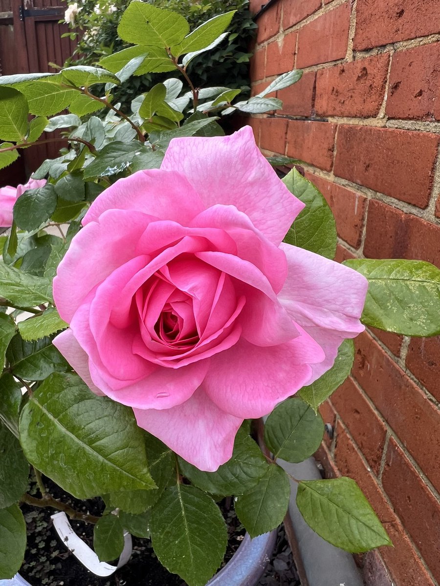 Mum in a Million #rose ❤️ #RoseWednesday #flowers
