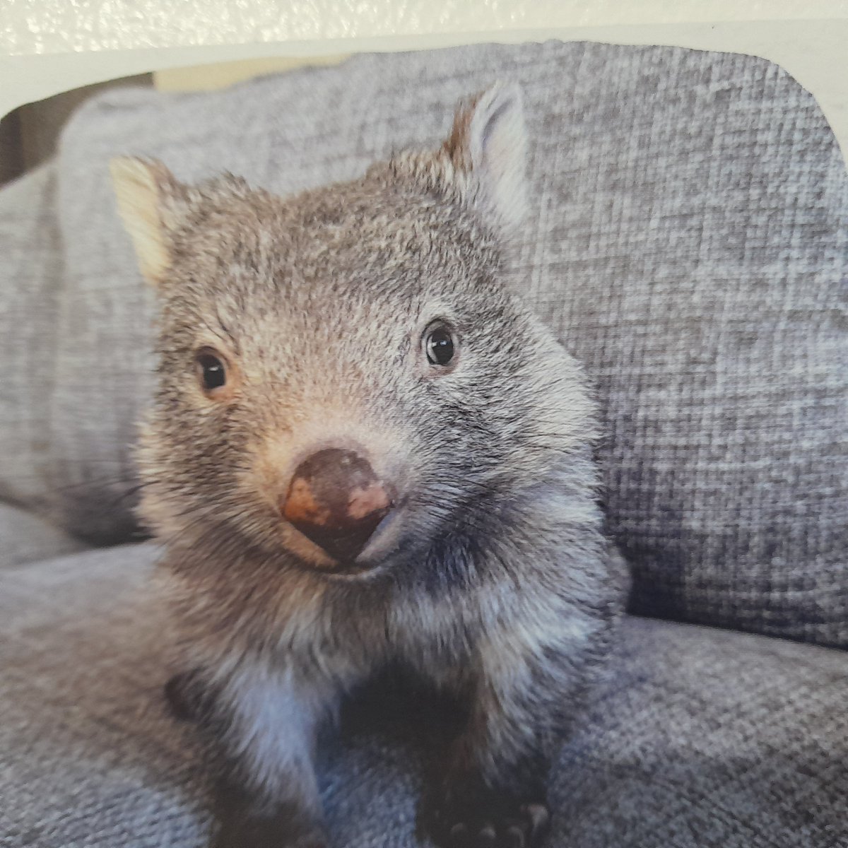 Writing Wombat (@wombatwalking) on Twitter photo Meet JuneBug who went from scared orphan to a healthy and very cuddly wombatlet with care. #WombatWednesday.
<a href="/millyfromoz/">MillyCat ๐ and RovyCat ๐ฆ๐บ</a> <a href="/Miezebiene/">โฎ๏ธ๐บ๐ฆ Phoebe, Juno and their human Sabine</a> <a href="/madridnantes/">Maria Simon</a> <a href="/PuddlesO/">Miss Kona & Puddles (her hoom)</a> <a href="/kirstym53/">Smudge and ๐ Angel Maggie</a> <a href="/scruffkit/">Siblings of Scruffkit</a> <a href="/JoyceTurkington/">Big Smudger and tiny Pixie</a> <a href="/AmbassacatBXL/">Titi</a> <a href="/Eliot01375004/">Eliot, big brofur of Atwood & Borys ๐ฆ๐บ ๐บ๐ฆ</a> Meet JuneBug who went from scared orphan to a healthy and very cuddly wombatlet with care. #WombatWednesday.
<a href="/millyfromoz/">MillyCat ๐ and RovyCat ๐ฆ๐บ</a> <a href="/Miezebiene/">โฎ๏ธ๐บ๐ฆ Phoebe, Juno and their human Sabine</a> <a href="/madridnantes/">Maria Simon</a> <a href="/PuddlesO/">Miss Kona & Puddles (her hoom)</a> <a href="/kirstym53/">Smudge and ๐ Angel Maggie</a> <a href="/scruffkit/">Siblings of Scruffkit</a> <a href="/JoyceTurkington/">Big Smudger and tiny Pixie</a> <a href="/AmbassacatBXL/">Titi</a> <a href="/Eliot01375004/">Eliot, big brofur of Atwood & Borys ๐ฆ๐บ ๐บ๐ฆ</a>