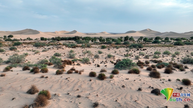 YouthChina's tweet photo. Photo taken in #Hami, #Xinjiang Uygur Autonomous Region on June 2nd. Rust-colored and green fresh branches of #tamarist intertwine, weaving vitality into the barren desert. #DesertificationControl https://t.co/80KyWi9LEm