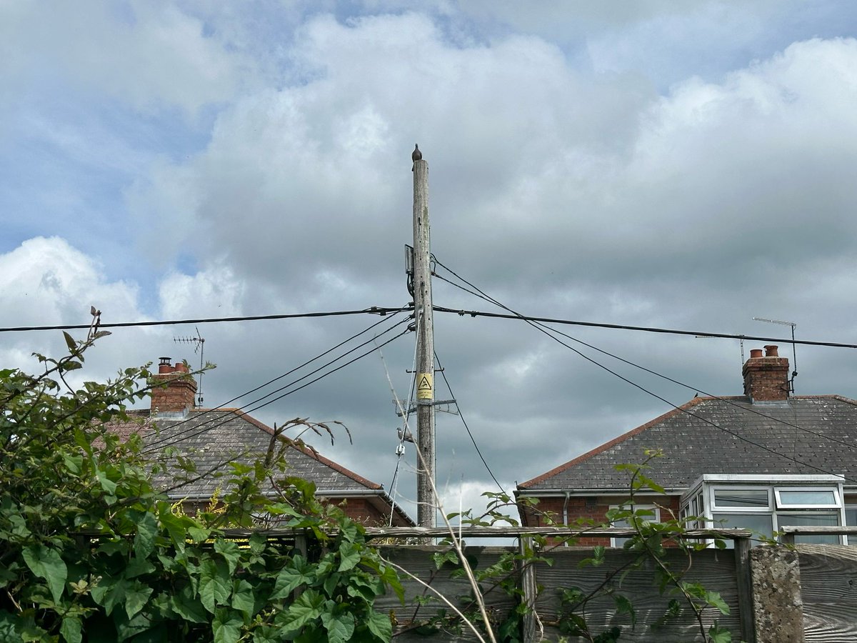 Telegraphing  

#telegraphpoleappreciationsociety