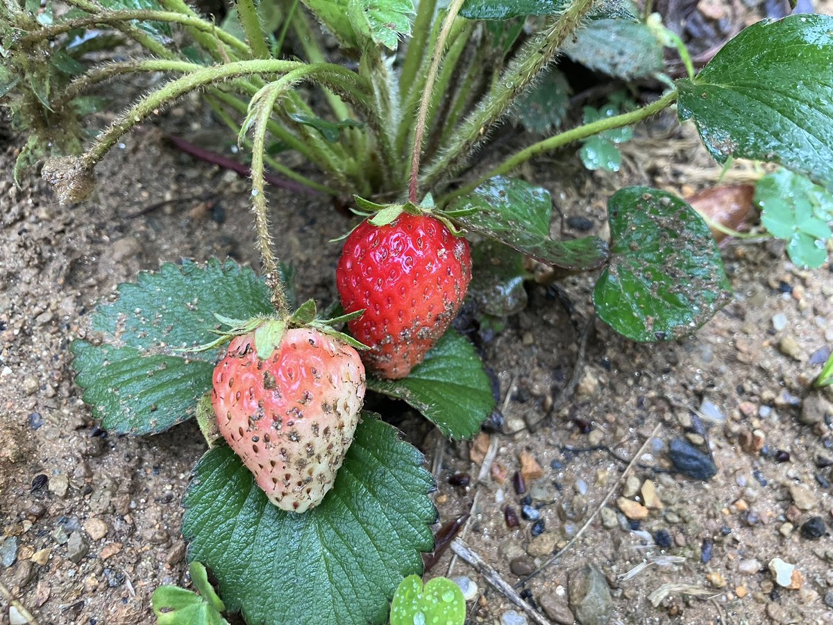 Ropiko_REALITY's tweet photo. 今年はおうちいちご満喫🍓
ちょこっとだったけど美味しかった♡ https://t.co/zbgeg5d8nm