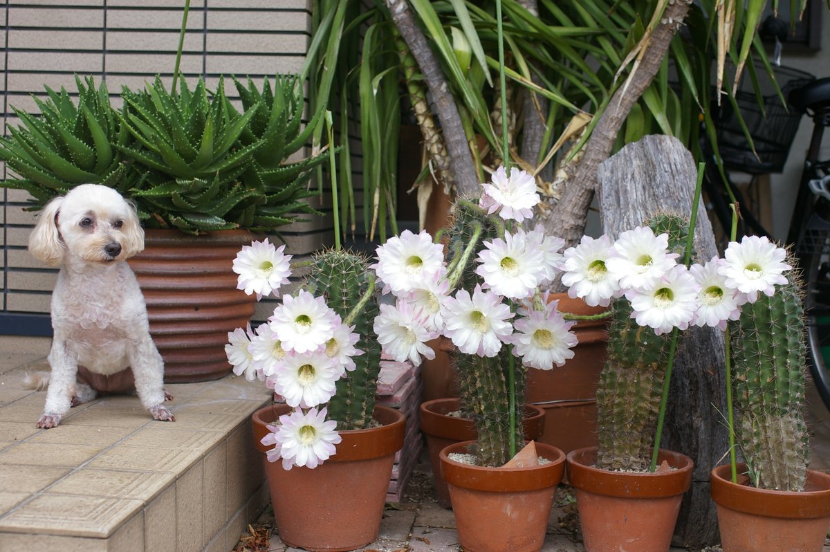 これは去年の８月に撮った写真です。マルティ１８花でモナカはマルティと写真を撮るのが嫌いでいつもちゃんとしてくれません。このときはちゃんとしてくれました。でもこっちを向いてくれずうかない顔をしていますねえ。いろいろ写真を撮っていまずが僕の写真の中でベストワンと自分では思っています。