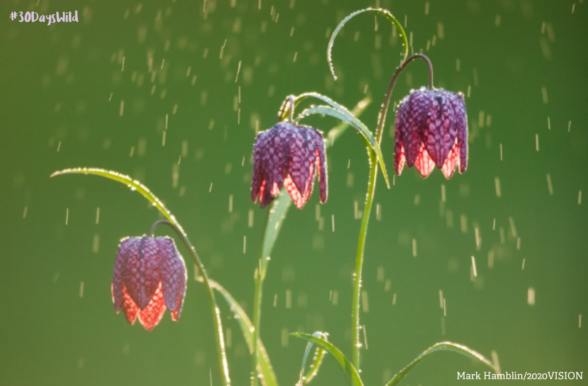 The Wildlife Trusts tweet media