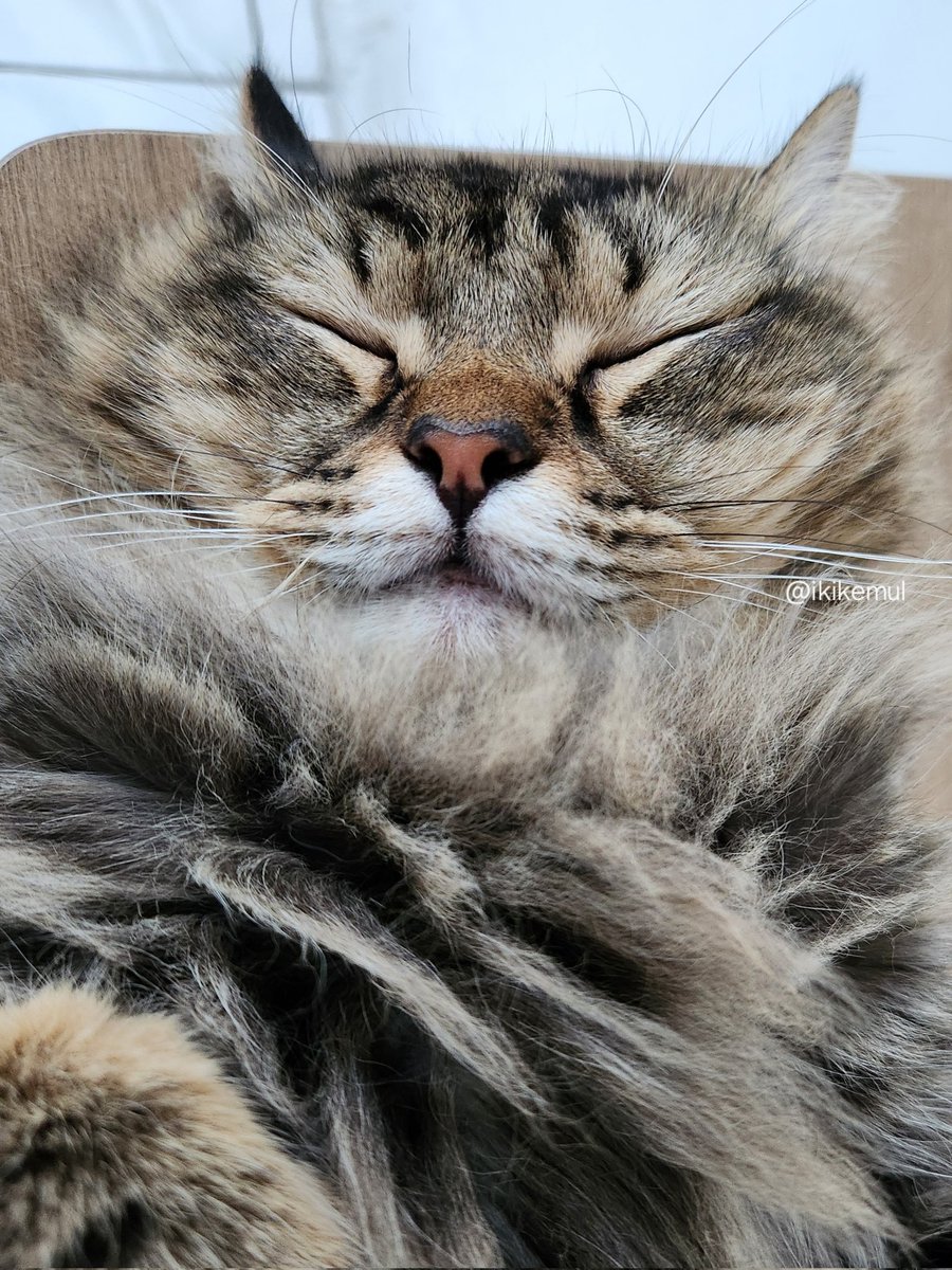 ak hidup d duniya mimpi