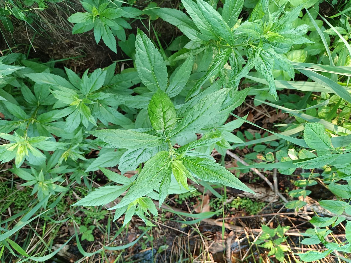 Captain Kakaobart. tweet media