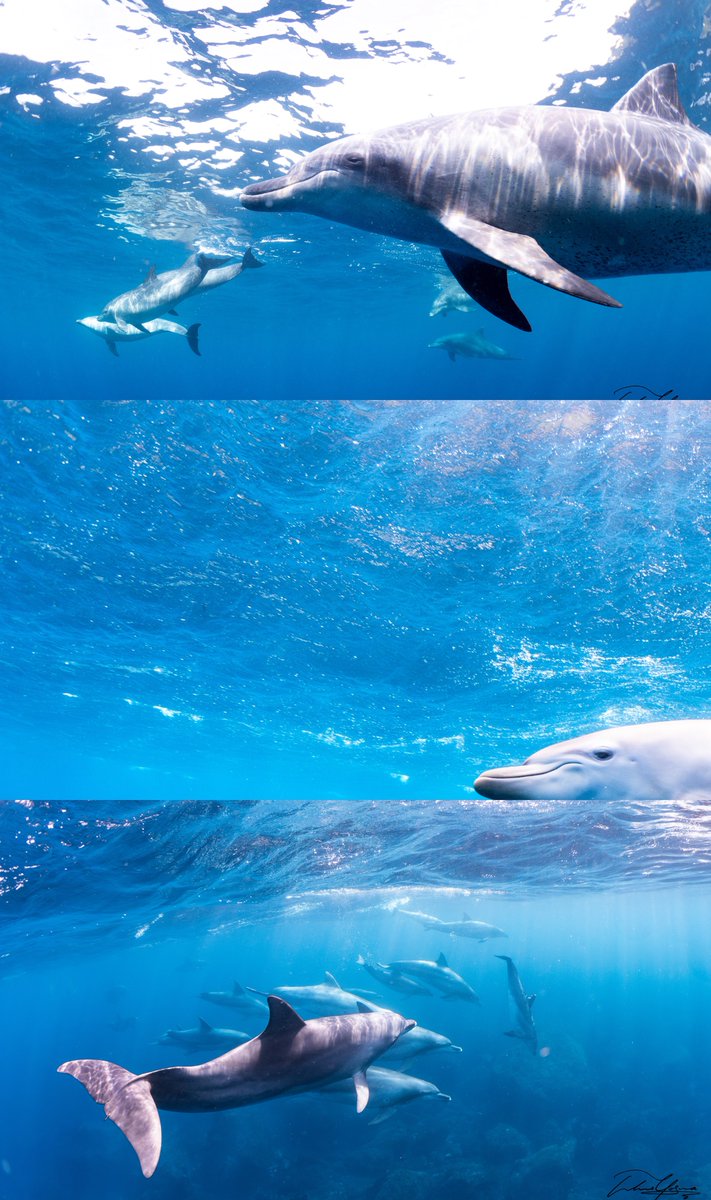 tomo_underwater's tweet photo. タップするとイルカまみれになれます https://t.co/jXwd5GM1sE