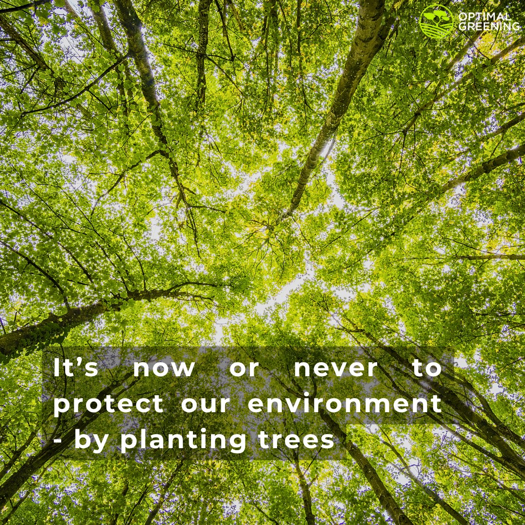 optimalgreening's tweet photo. It's now or never to protect our environment 

#Environment  #Sustainability #optimalgreening #WorldEnvironmentDay https://t.co/8zqEDmsSDi