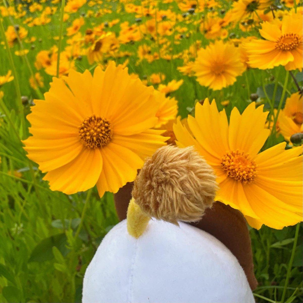 オオキンケイギクが満開だヨ。
花の形がスシレオくんに似てませんか？
この花、外来種で繁殖しないよう駆除しなきゃいけないらしいです。花が咲いたら種を作る前に刈り取る見たい。花はキレイなのに。
#オオキンケイギク #花畑 #スシズー #スシメー #sushizoo #susheep #ぬい撮り #ぬいぐるみ