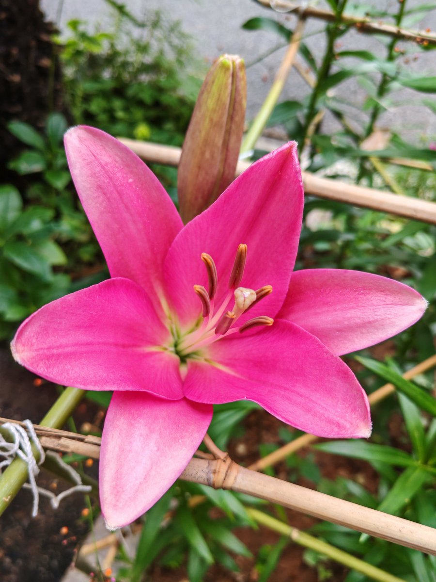 花花