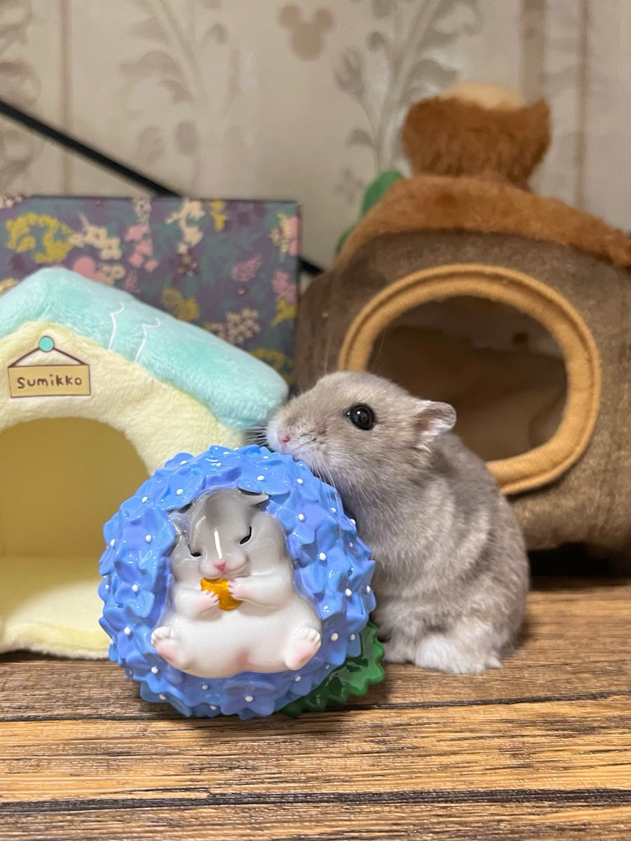 temari0413's tweet image. 紫陽花の季節だね☔️✨
【hamuco.さん(@yamofim)のあじさいハムスター】
#ハムスター
#ジャンガリアンハムスター