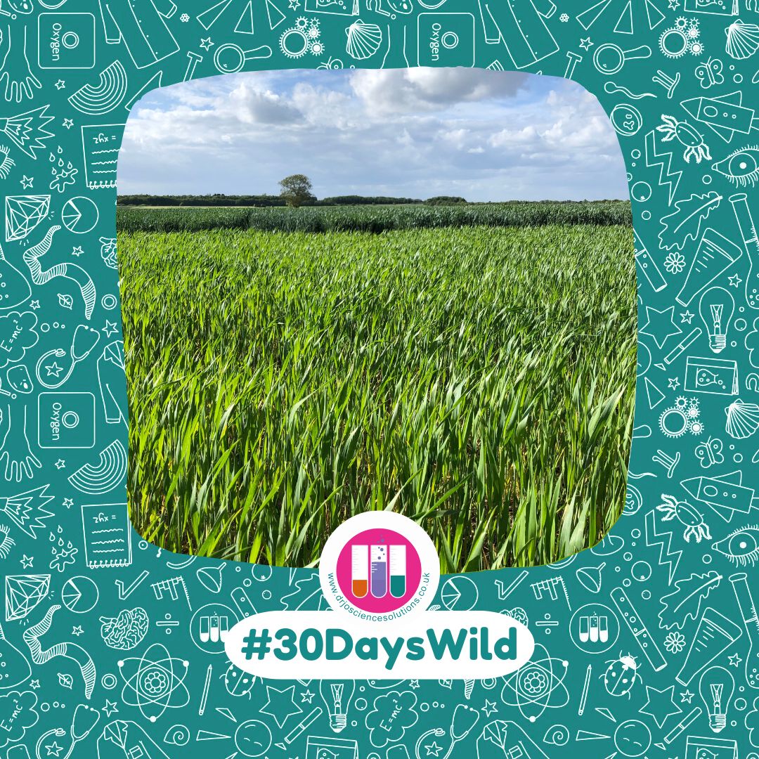 DrJoScience's tweet photo. It’s #30DaysWild and your reminder to get outside, be curious and see what you can discover! Follow along with me to see what I spot in June!
#BeCurious #ScienceIsEverywhere #DrJoScience @WildlifeTrusts #Nature #Habitats #FarmingFortnight #LOFS https://t.co/30wOTBVyOj