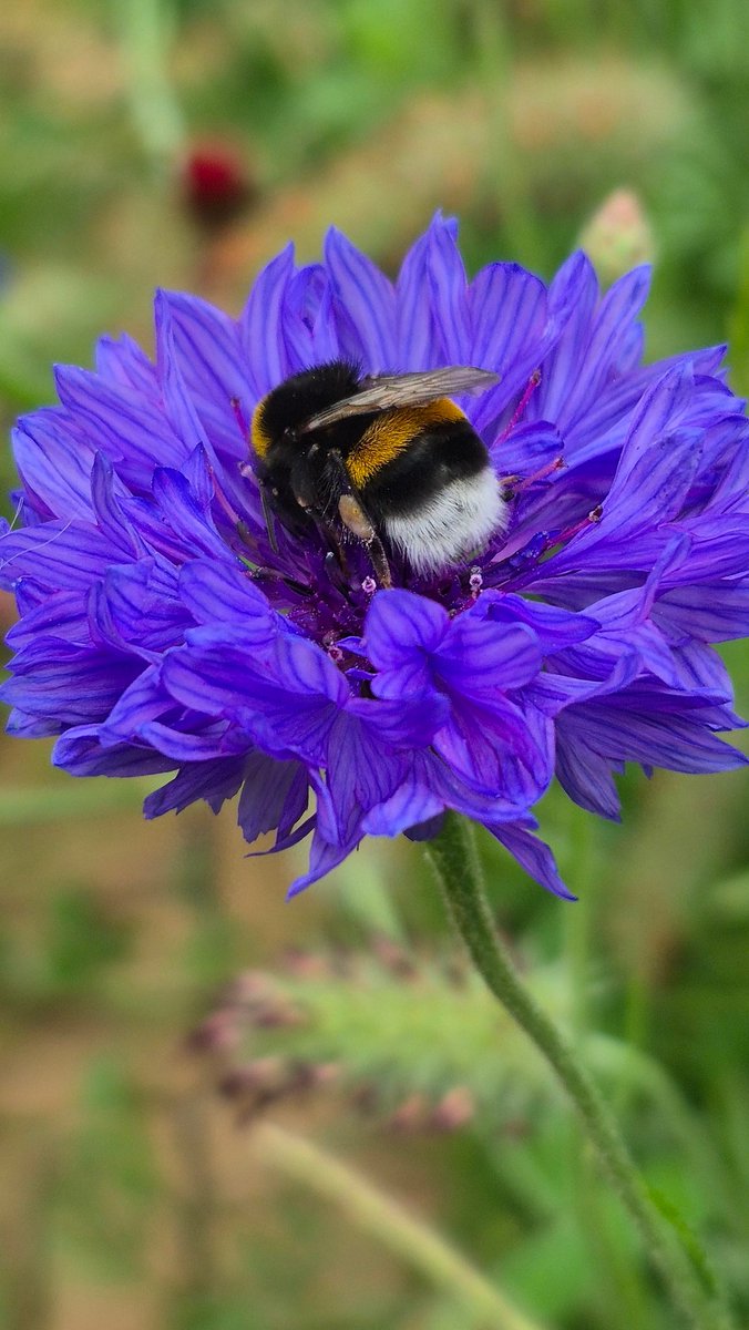 04-06-2025

Hard at work

Haven't seen a butterfly for weeks, sadly. But my garden is buzzing. Really buzzing froom bees and bumblebees

#gardenlife #GardenersWorld #garten #tuinieren #tuinleven #bloemen #flowers #Blumen