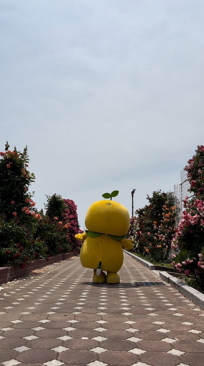 みきゃん様 みきゃん【公式】《愛媛県イメージアップキャラクター