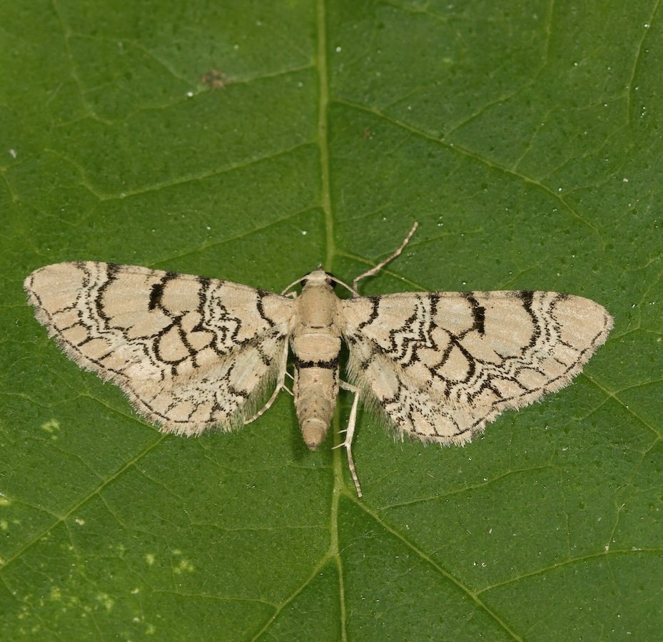 Geschmückter Taubenkropf-Blütenspanner (Eupithecia venosata) , Sehnde Garten, 3.6.2025