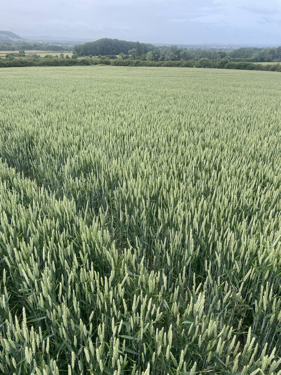 <a href="/Elsomsseeds/">Elsoms Seeds</a> #Mayflower doing well despite the dry weather on a medium brash soil (39.6mm rain since 1/3) #harvest25