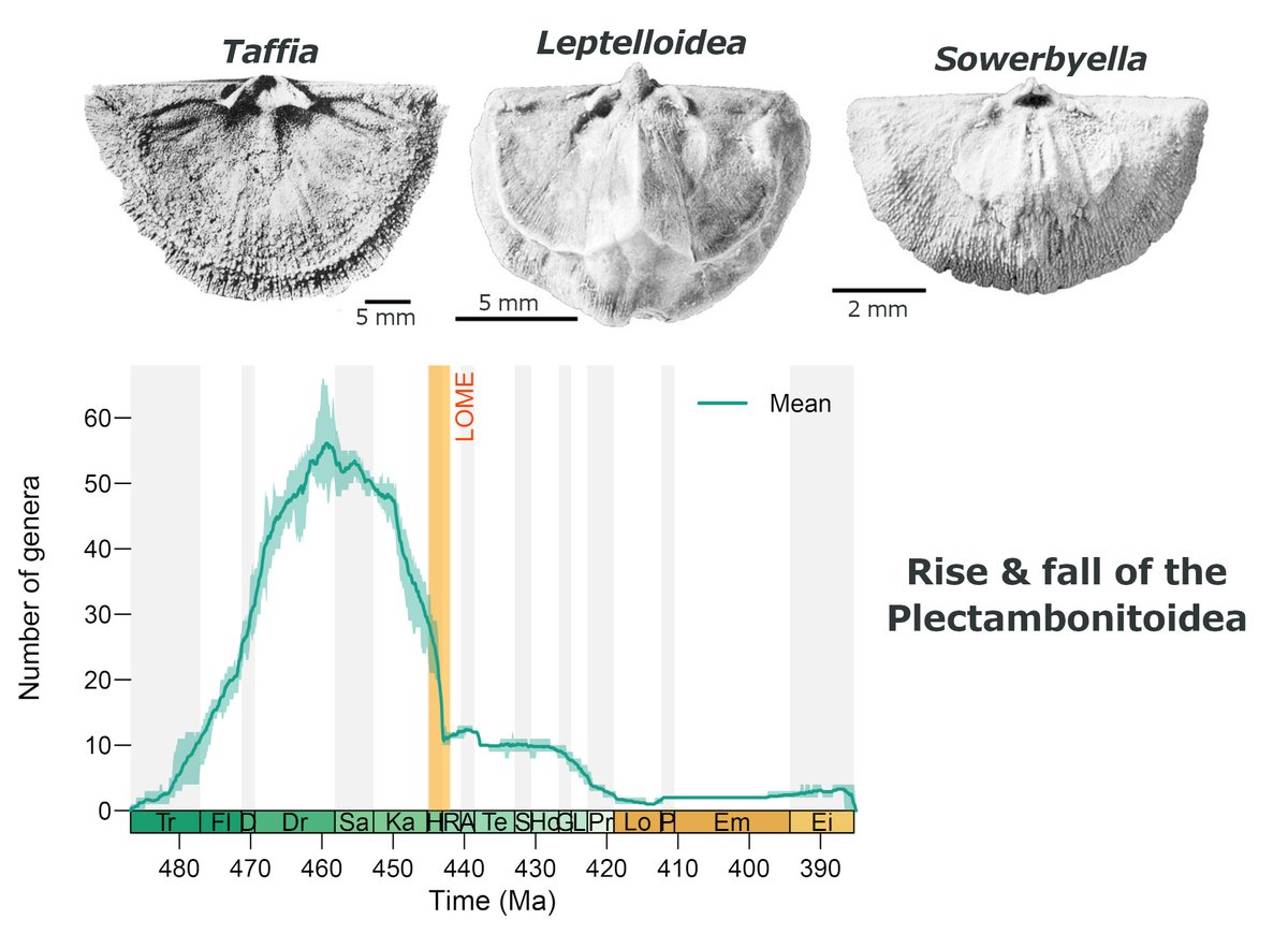 The PalAss (@thepalass) on Twitter photo Diversification & disparity in a major Palaeozoic clade of Brachiopoda: the rise and fall of the Plectambonitoidea onlinelibrary.wiley.com/doi/10.1111/paโฆ <a href="/wileyearthspace/">Wiley Earth and Space Science</a> Diversification & disparity in a major Palaeozoic clade of Brachiopoda: the rise and fall of the Plectambonitoidea onlinelibrary.wiley.com/doi/10.1111/paโฆ <a href="/wileyearthspace/">Wiley Earth and Space Science</a>