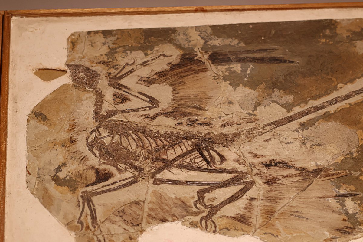 Some Jehol Dinos from China's Dinosaur World EXPO in Shanghai