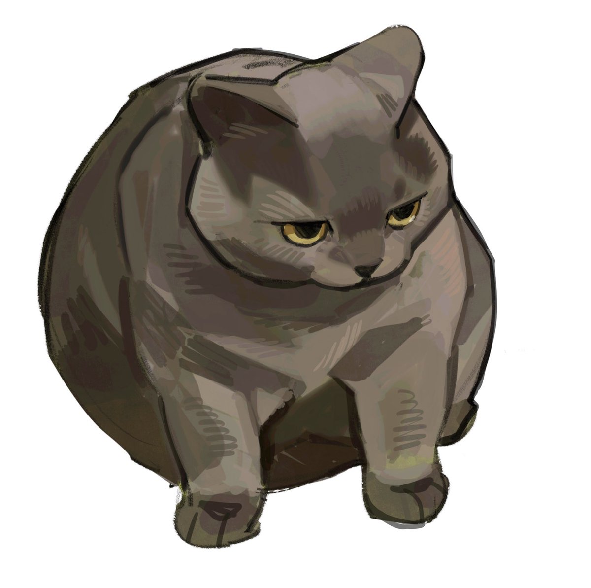my cat
