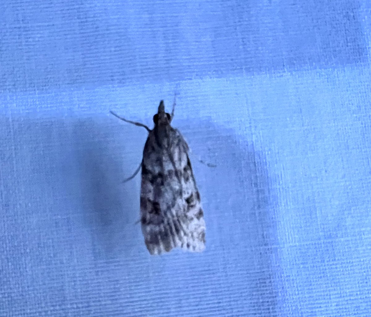 Ruth Newby (@ruth_newby) on Twitter photo 31:18 last night, Small Fan-foot (only 2nd garden record, surprisingly) and Scoparia ambigualis were NFY. Even more surprising was another Grass Wave: surely Friday nightâs couldnât have stuck around in the garden that long? <a href="/pmandrews1973/">Phil Andrews</a> <a href="/BCWarwickshire/">BC Warwickshire</a> 31:18 last night, Small Fan-foot (only 2nd garden record, surprisingly) and Scoparia ambigualis were NFY. Even more surprising was another Grass Wave: surely Friday nightâs couldnât have stuck around in the garden that long? <a href="/pmandrews1973/">Phil Andrews</a> <a href="/BCWarwickshire/">BC Warwickshire</a>