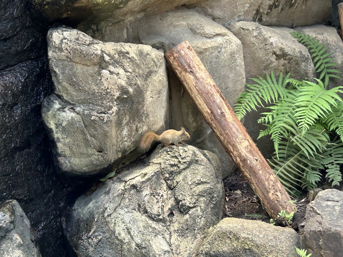 閉鎖中の #リスと小鳥の森

5月下旬、今年生まれの子リスを確認しました👏🏻

おそらく生後2ヶ月くらいです。#ニホンリス の繁殖期は2〜3月、5〜6月の年2回なので、 1回目の繁殖期に 生まれた子リスかもしれません。

現在は2回目の繁殖期真っ只中ということで、追尾がよく見られています。

#王子動物園