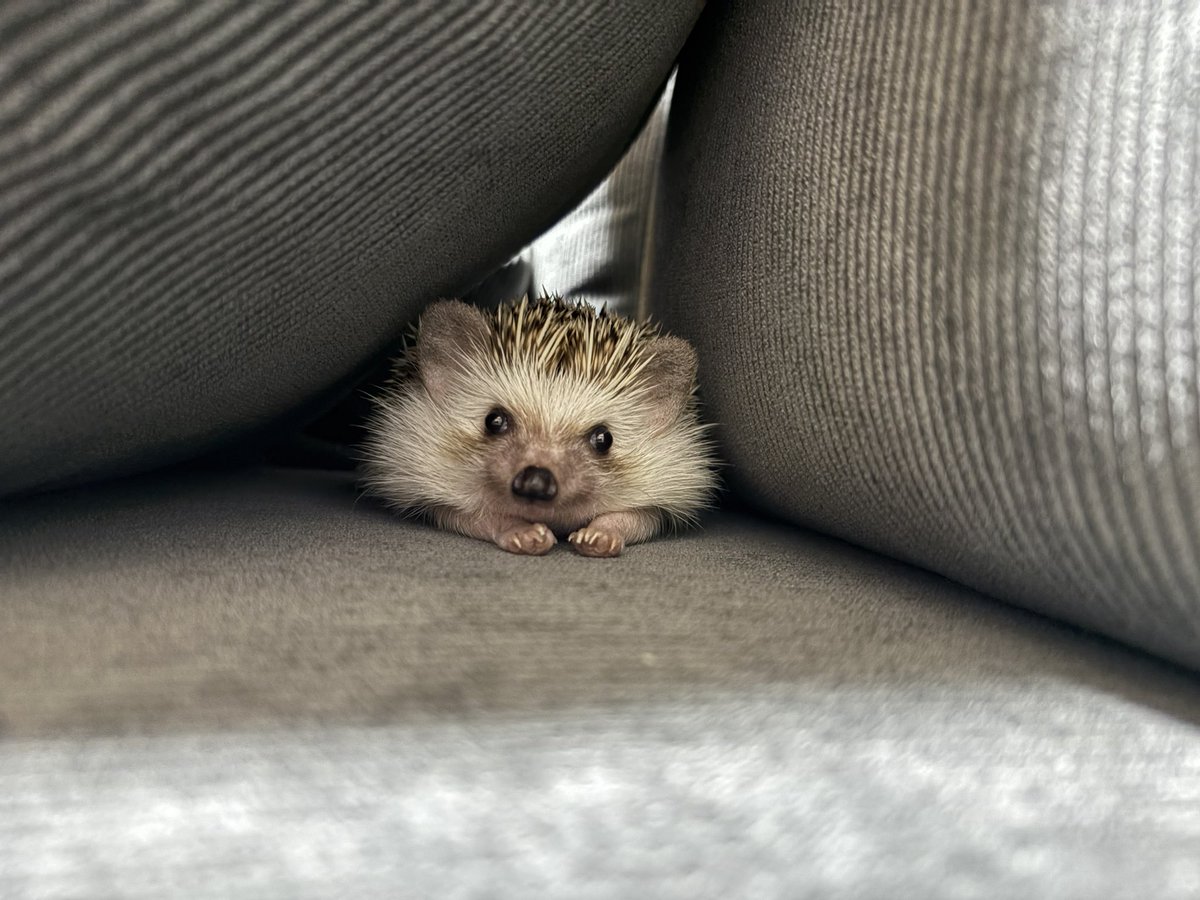 kolie___'s tweet photo. 👀🦔
#ハリネズミ
#hedgehog https://t.co/TCUTWcNpBU