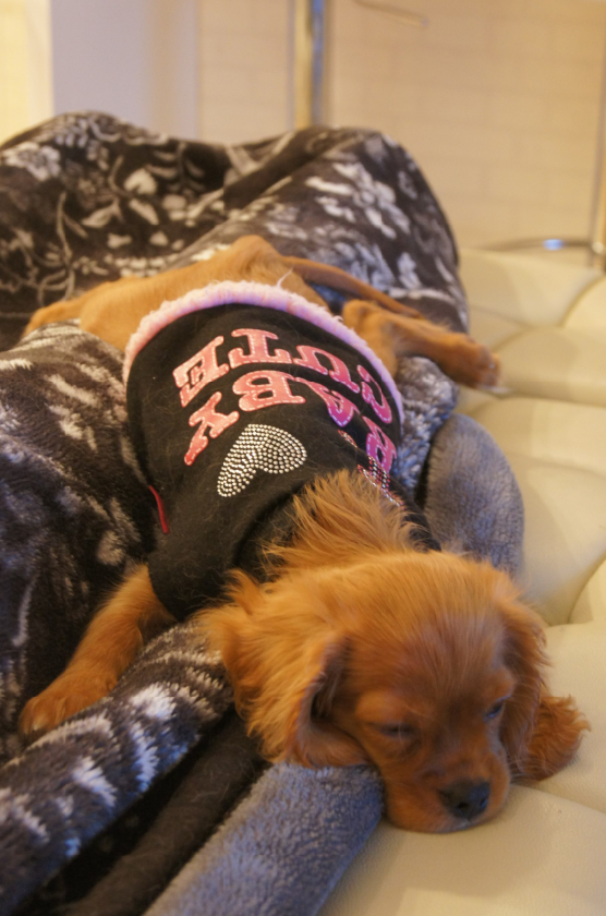 KYAPIA_TV's tweet photo. たれぱんだアンちゃん🐶
たれぱんだ知ってる方がいてくれたら嬉しい(#^^#)
パパさんの背中とか横で寝てとっても幸せそうです❤
写真は2012年11月❤
#犬 #キャバリアキングチャールズスパニエル #キャバリア #cavalierruby #キャバリアルビー #きゃぴあてれび #kyapiatv #犬好き #犬好きさんと繋がりたい #dog #doglover #cavalier #cavalierkingcharlesspaniel
