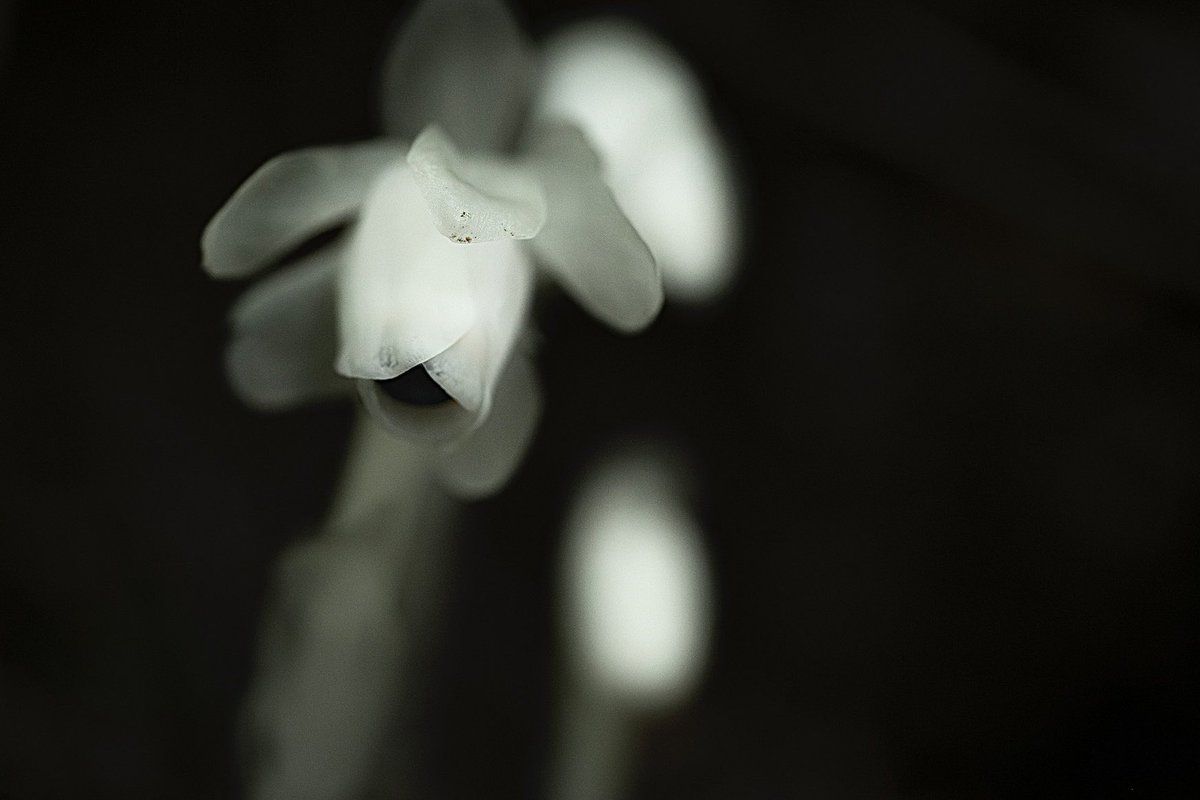 They are pure white and appear in unexpected places. They are a saprophytic plant, so they look more like mushrooms than flowers.