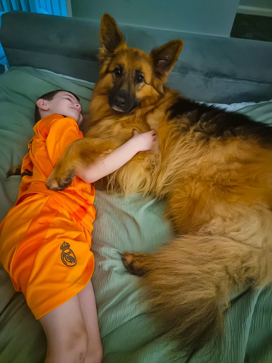GS cuddles. 🥰 She really is the best dog I've ever met. So good with kids. 🩷 #GermanShepard #dogs #northernireland #cute #bestfriends