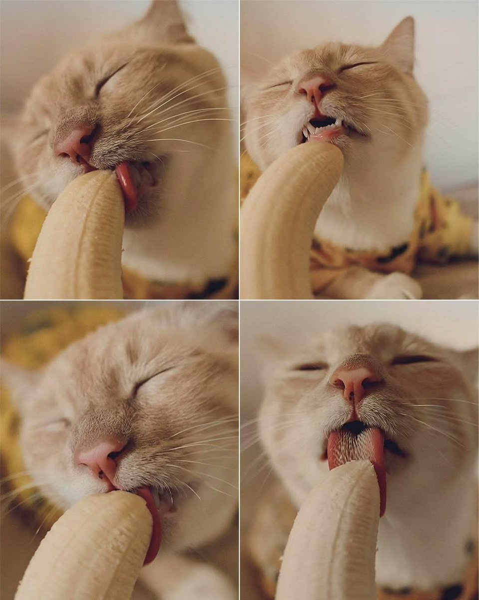 ดูก็รู้ว่าฟิน 🐈🍌✨