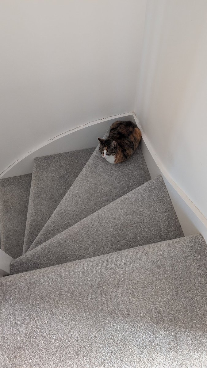 My cat Mabel has decided this is her "safe step" where she mostly resides. She's really come out of her shell in the past week and is settling in well 🩷
