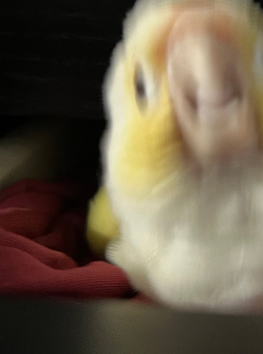 큰집사 (@chidupoteto) on Twitter photo 