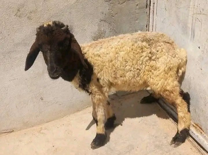 150الف نهائي م عندو لحم لكن دمو خفيف