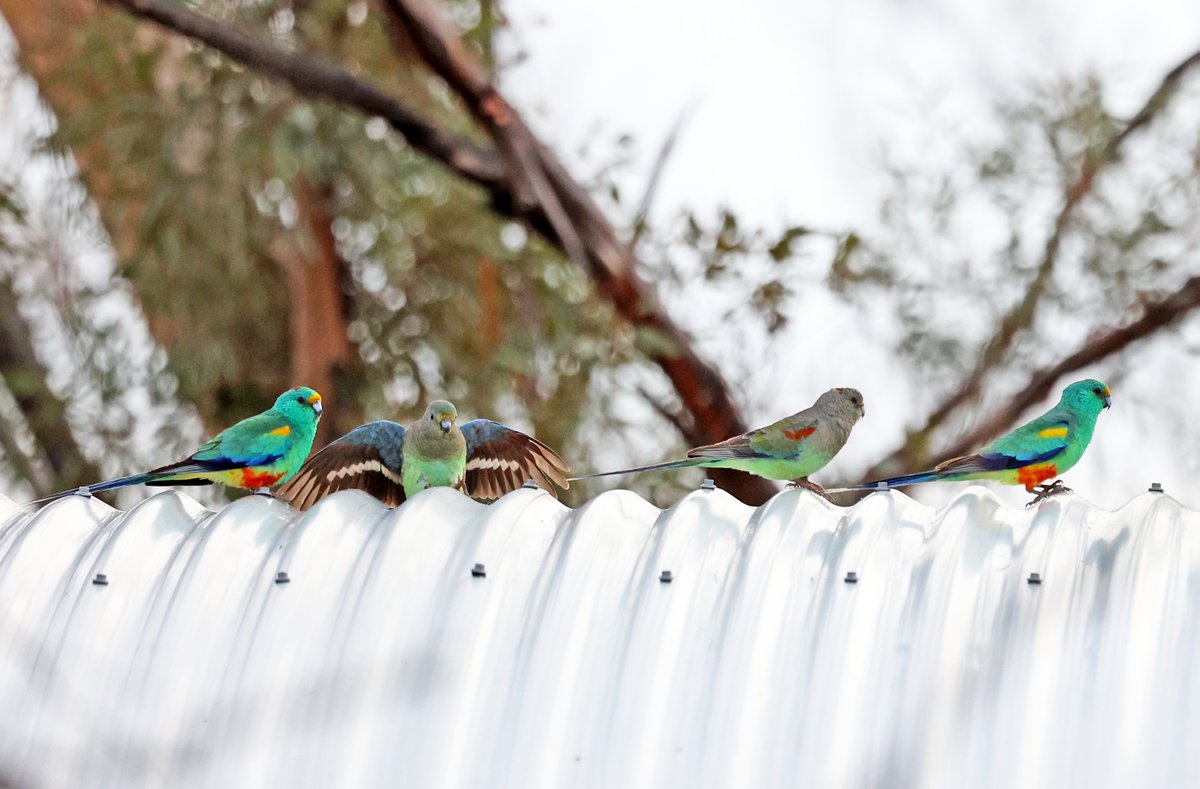 A Sunday morning congregation of mulga parrots on the dunny roof.
Bellbird campground, Gluepot Reserve.