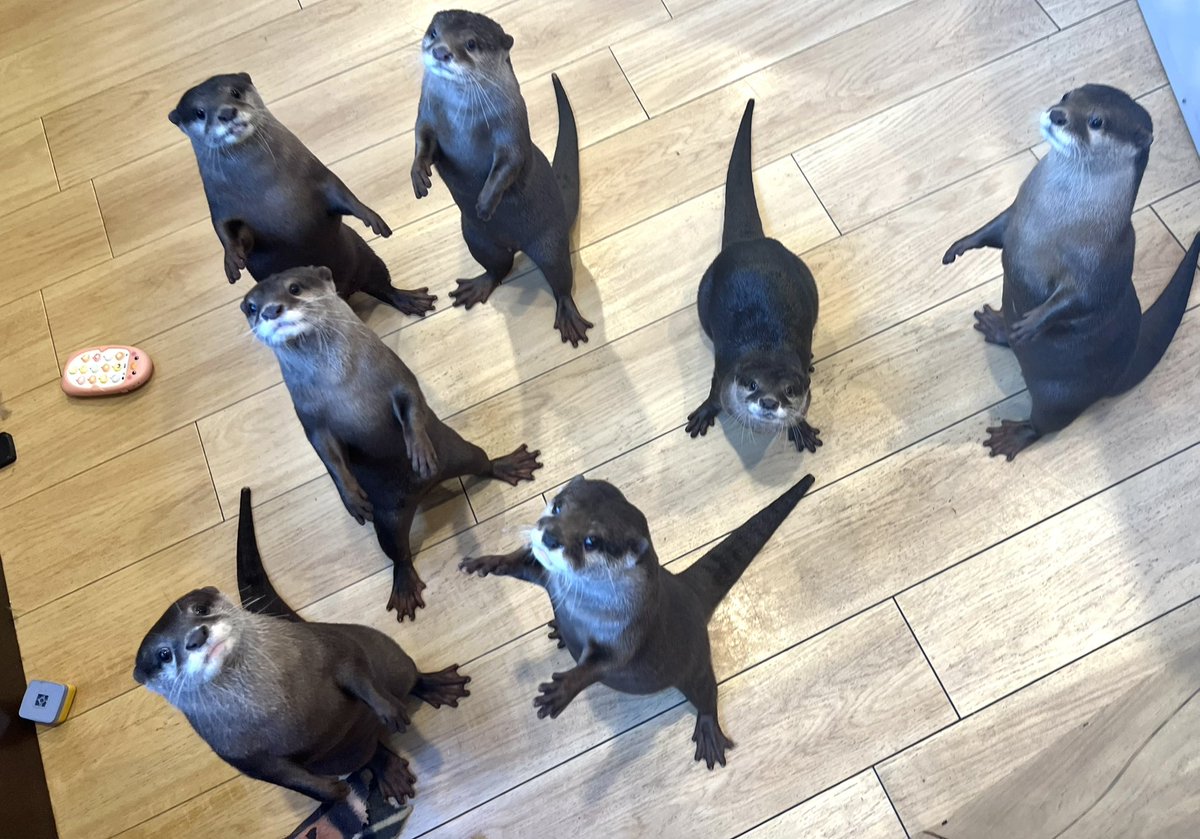 🎉♥︎ ᕼᗩᑭᑭY ᗷIᖇTᕼᗞᗩY ♥︎🎉
ふう、らい、あさ、よる、あめ、ゆき は1歳になりました🥹💕
6つ子はママと同じくらいの大きさに♥️

これからも健やかに育ってね💕︎