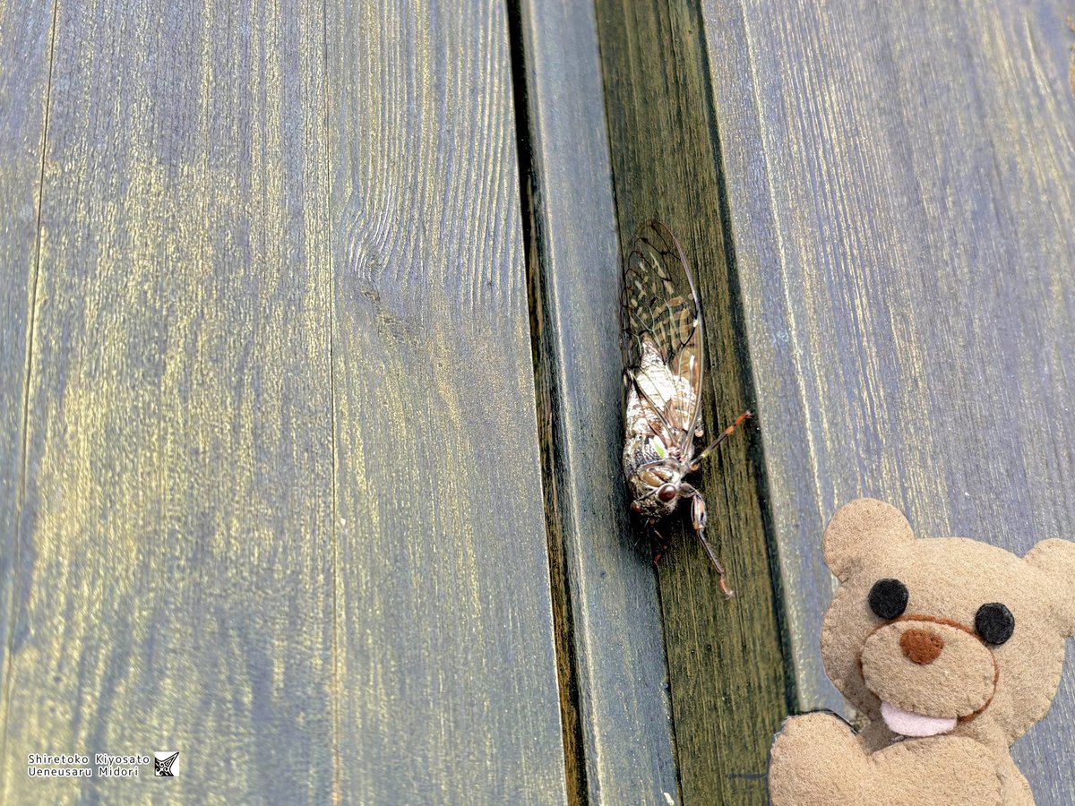 今年初！セミさんこんにちはー🧸✨