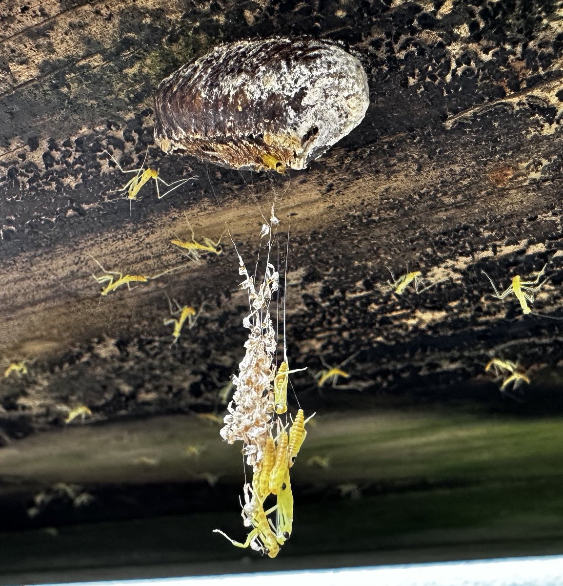 Ayakaze01's tweet photo. 小さいカマキリがたくさんいるな〜と思ったら外のテーブルの下で生まれてた✨️
初めて見る光景にちょっと感動🫶

 #かまきり   #カマキリ https://t.co/1gcQCn3UXm